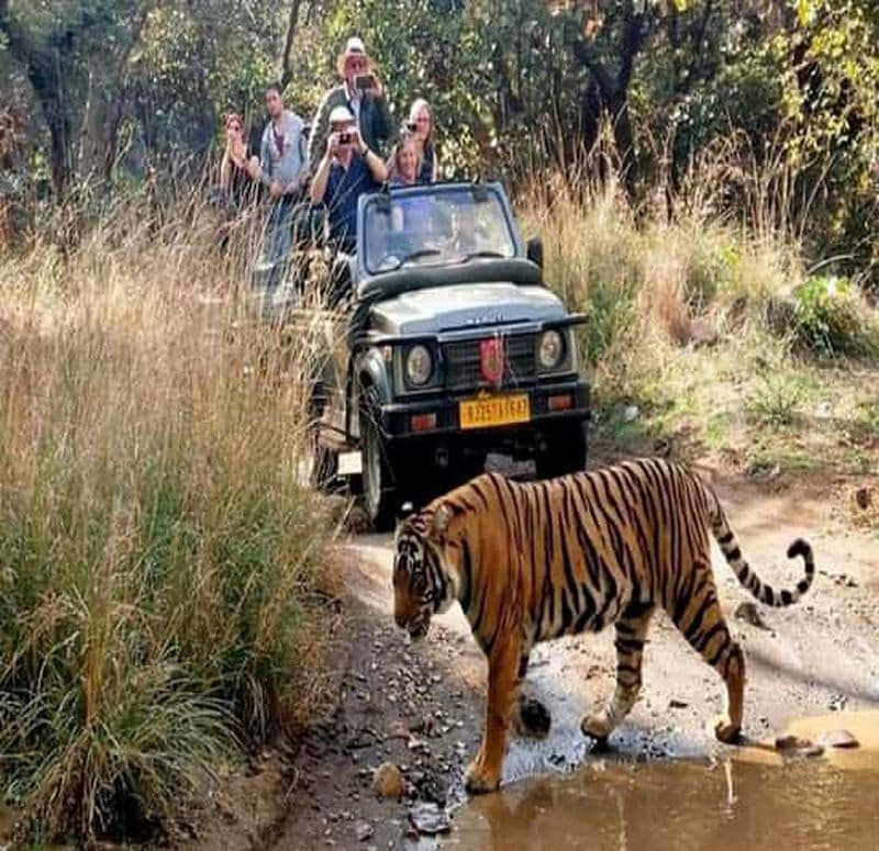 Billet Delhi : excursion de 3 jours dans le parc national de Ranthambore avec safari tigre