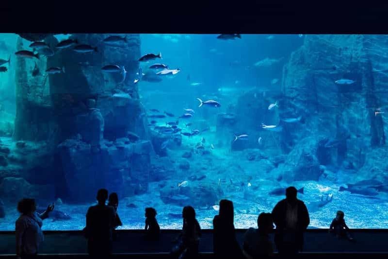 Billet Istanbul : billet pour l'aquarium avec navette depuis Sultanahmet