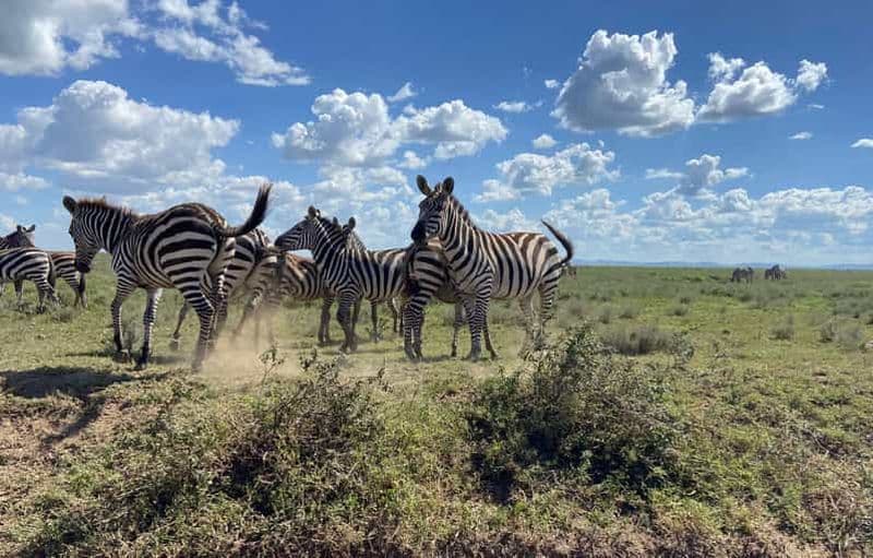 Billet Excursion d'une journée dans le parc national de Tarangire