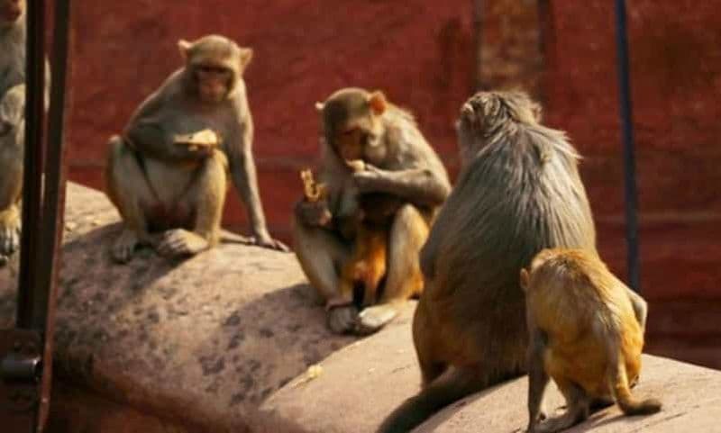 Billet Agra : visite du vieux marché et promenade gastronomique en TUK TUK