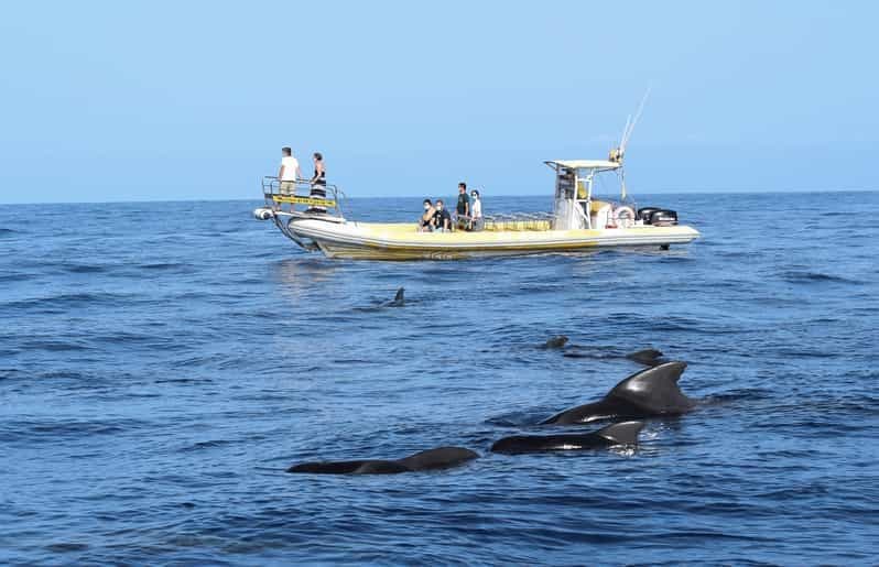 Billet Los Gigantes : Croisière d'observation des baleines et des dauphins en bateau rapide