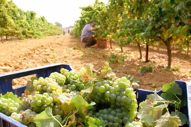 Billet Chiclana de la Frontera : visite de cave avec dégustation de vins