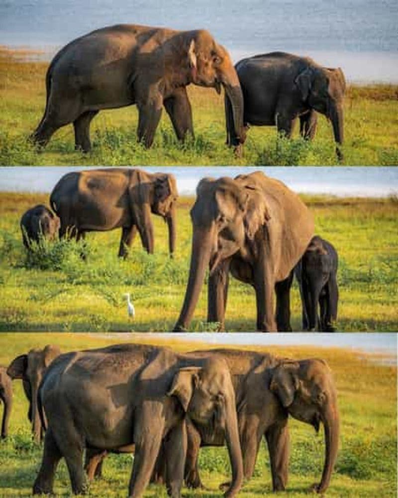 Billet Safari au Royaume des Éléphants – Parc national de Minneriya