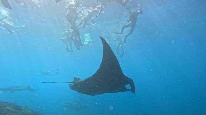 Billet Bali Nusa Penida Snorkeling Manta Point