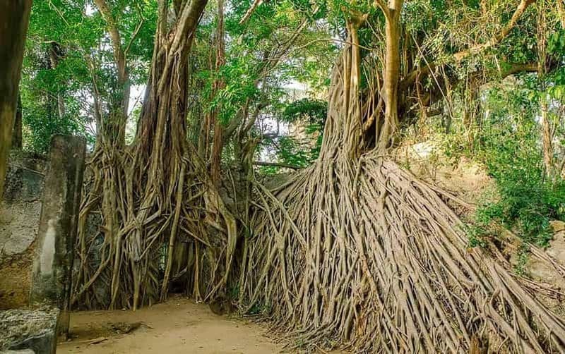 Billet Île de Mafia : excursion sur l'île de Chole avec déjeuner sur un banc de sable