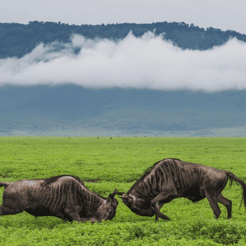 Billet Arusha : Safari de 5 jours au Serengeti, Ngorongoro et au lac Natron