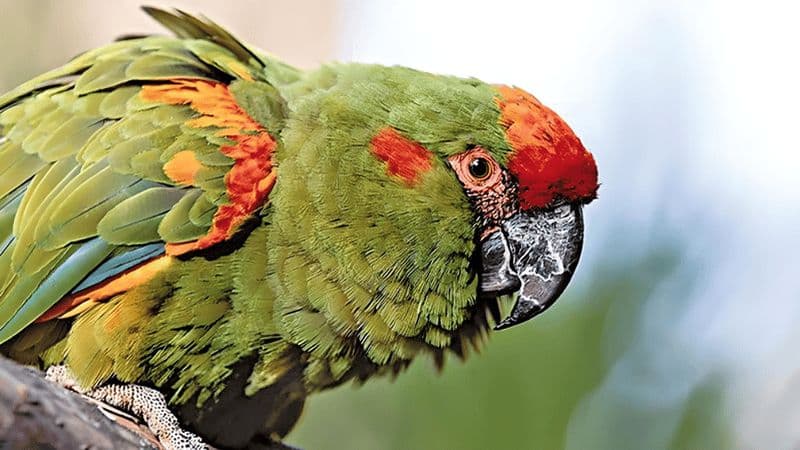 Billet Sucre : Randonnée, exploration et découverte du parc protégé de Monte Villca