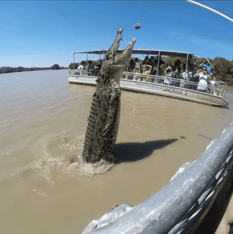 Billet Darwin : croisière avec les crocodiles et pêche au barramundi