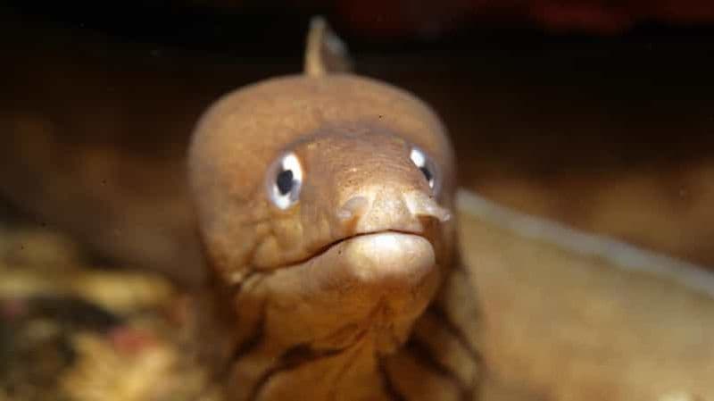 Billet Warkworth : Charter de plongée sous-marine d'une journée complète à Hen and Chickens