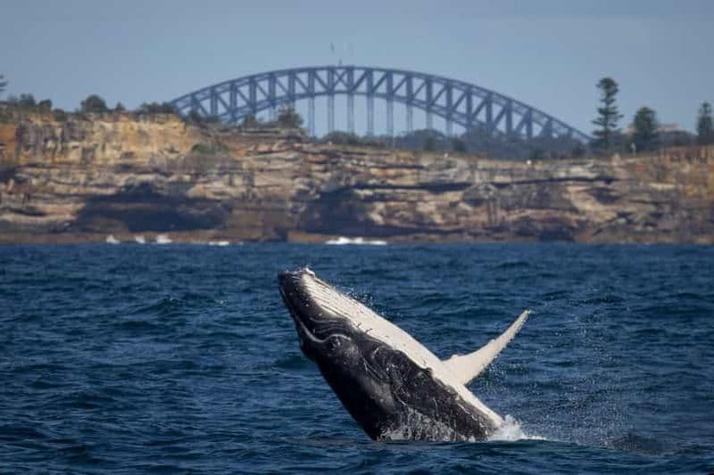 Billet Sydney : croisière d'observation des baleines et forfait zoo de Taronga