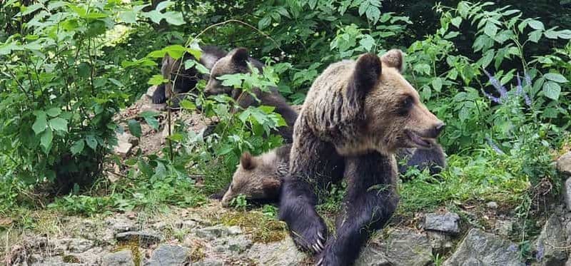 Billet Bucarest : sanctuaire des ours bruns et excursion en quad
