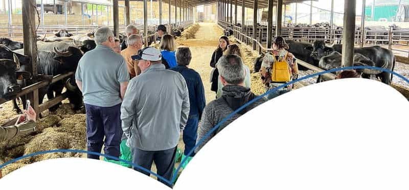 Billet Visite de la fabrique de fromage Mozzarella