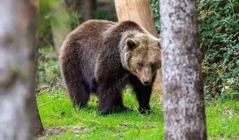 Billet TREKKING ET OBSERVATION DE L'OURS BRUN