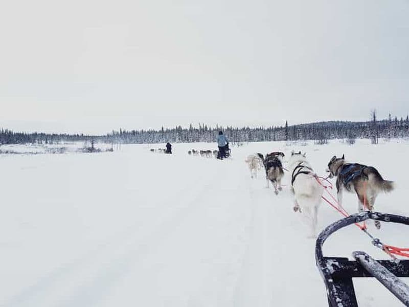 Billet Kiruna : Randonnée en traîneau à chiens Husky avec déjeuner