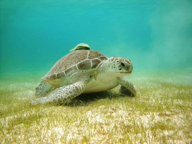 Billet Baie d'Akumal : Cénotes et plongée en apnée avec les tortues