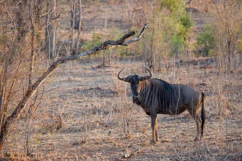 Billet Arusha : excursion de 3 jours au lac Eyasi et safari