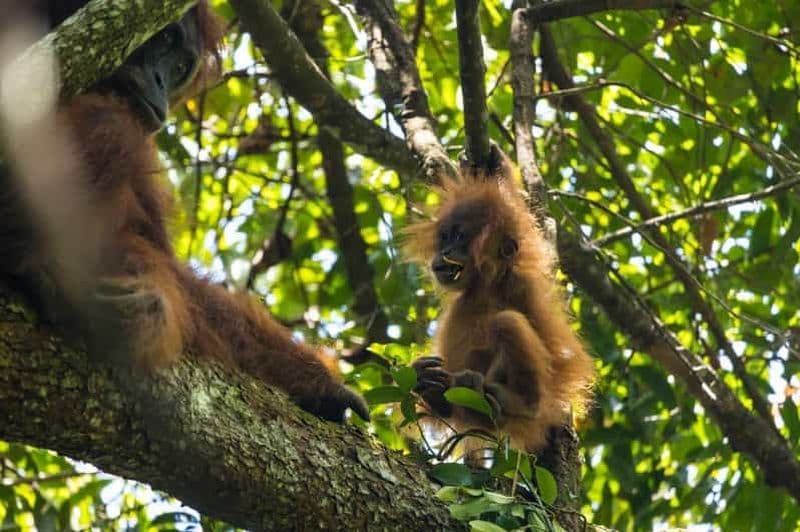 Billet Merveilleux trekking et circuit dans la jungle de Sumatra à la rencontre des orangs-outans