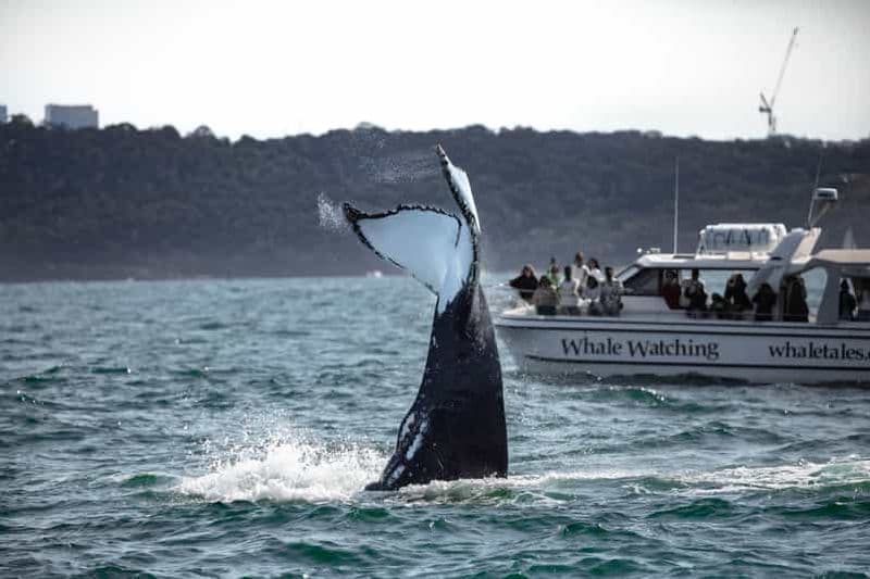 Les meilleurs spots d’observation de baleines à Sydney