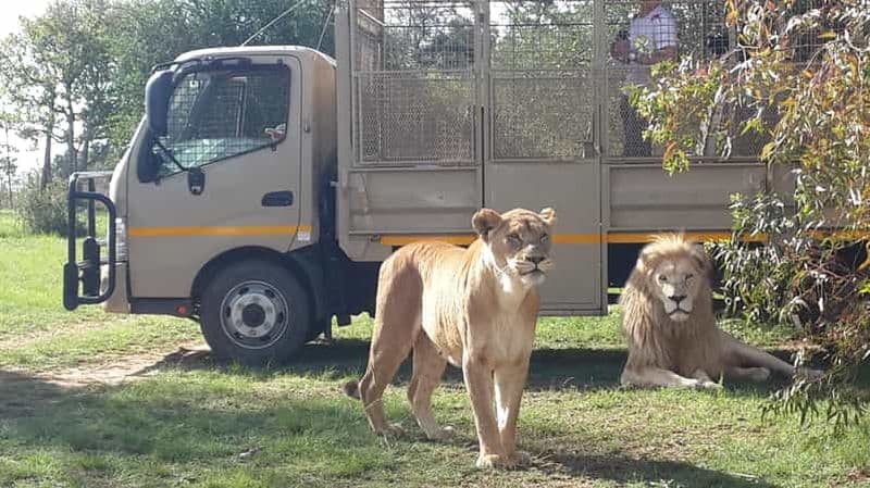 Billet Depuis Johannesburg : Visite d'une demi-journée du Lion & Safari Park