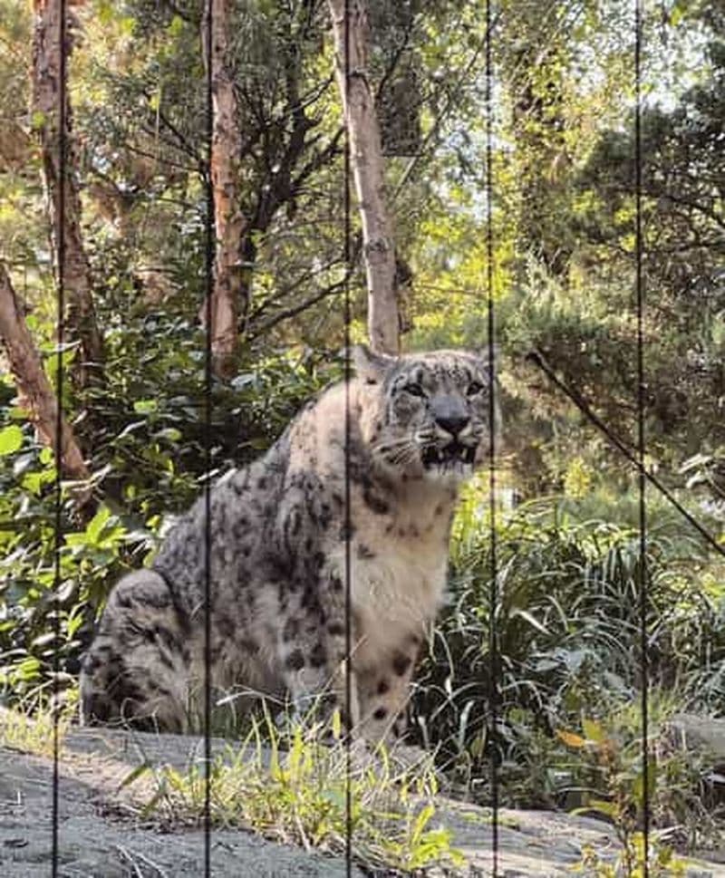 Billet New York : billet d'entrée au zoo de Central Park avec prise en charge à l'hôtel