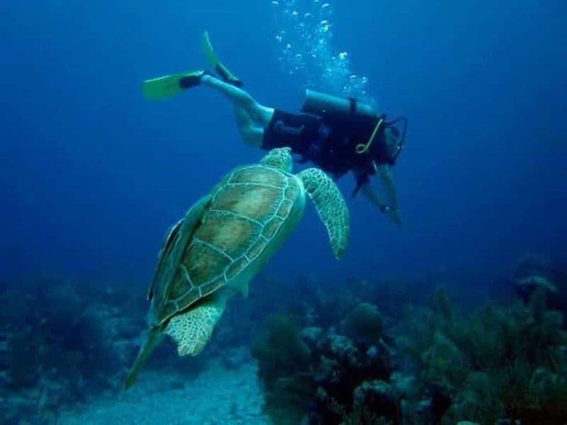 Billet Akumal : Plongée dans les récifs