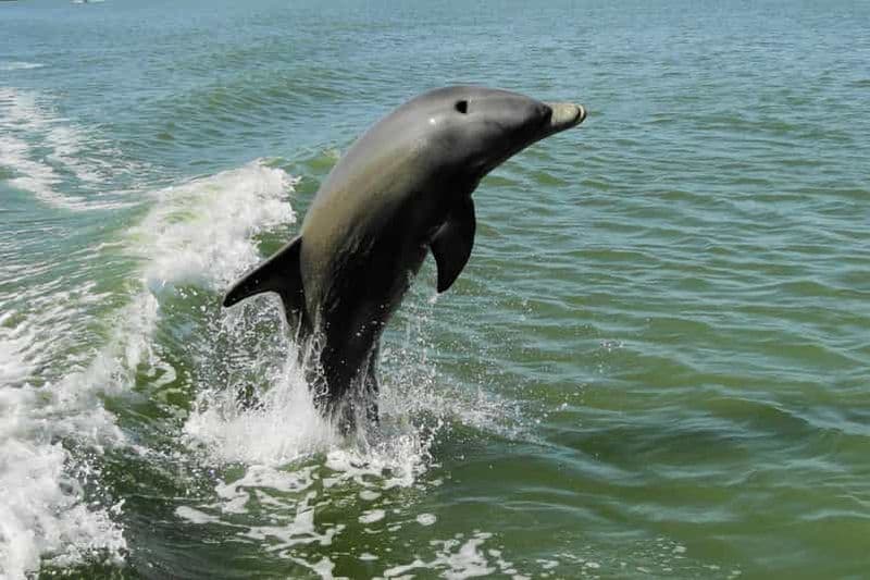 Billet Marco Island : visite de 2 heures avec observation des dauphins, des oiseaux et des coquillages
