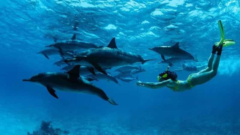 Billet Au départ de Nungwi : Excursion en bateau à Mnemba et plongée avec masque et tuba pour les dauphins