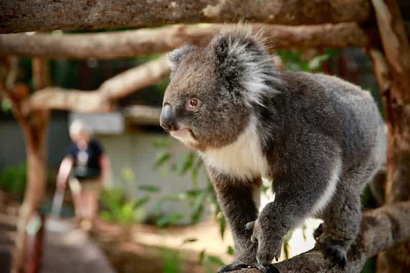 Billet Zoo de Melbourne : billet pour découvrir la faune australienne