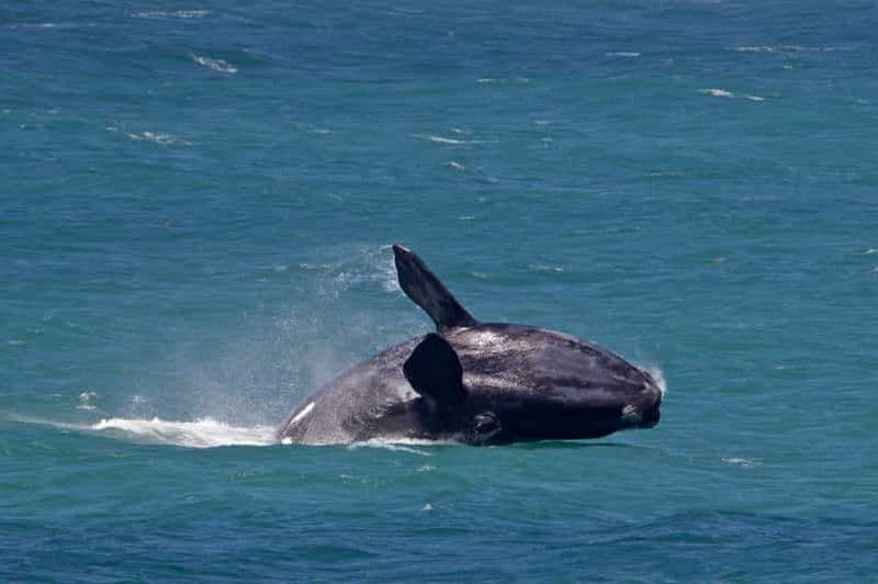Billet Au départ du Cap : visite d'une jounée à Hermanus pour observer les baleines