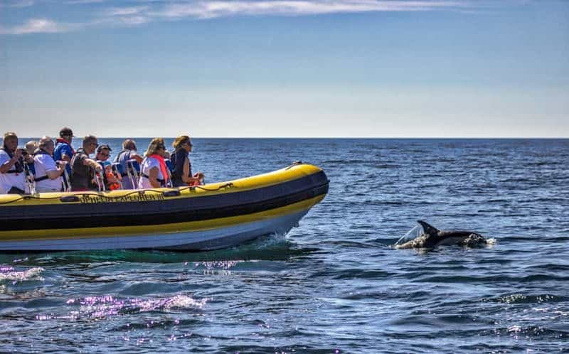 Billet Portimão : Excursion de 2 heures en bateau pour observer les dauphins