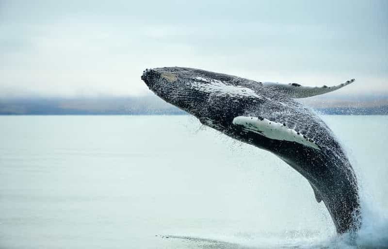 Billet Au départ de Christchurch : excursion d'une journée à Kaikōura avec observation des baleines