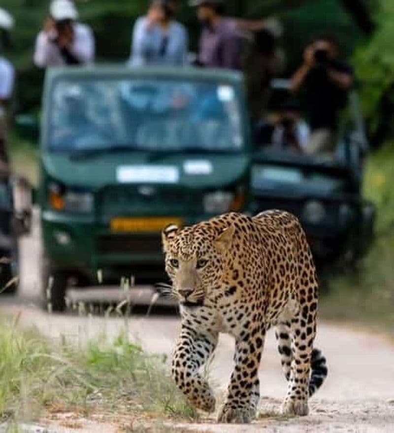 Billet Jaipur : Jhalana/Amagarh safari léopard visite privée
