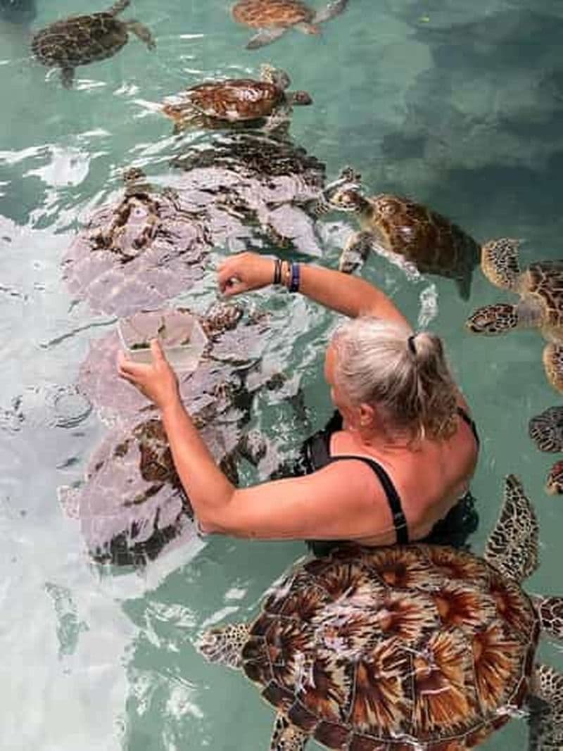 Billet Stone Town, la forêt de Jozani, les tortues de mer et le restaurant The Rock