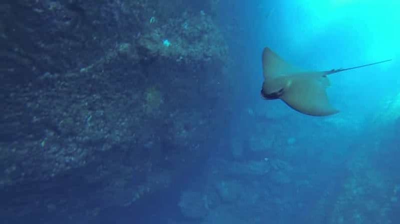 Billet Angra do Heroísmo : tour en bateau pour la plongée en apnée