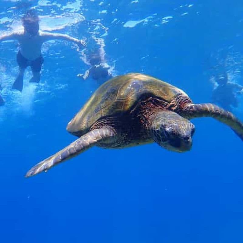 Billet Panglao : excursion sur l'île de Balicasag avec observation des tortues et des dauphins