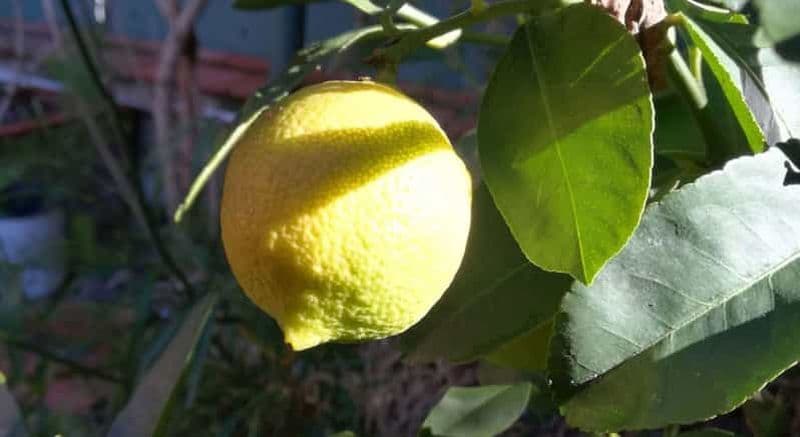 Billet Palerme : cours de cuisine et de limoncello