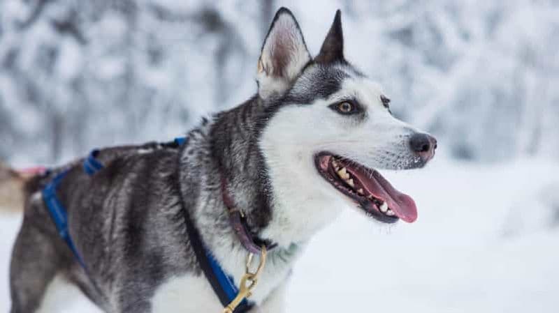 Billet Rovaniemi : Visite de la ferme des huskys et balade en luge