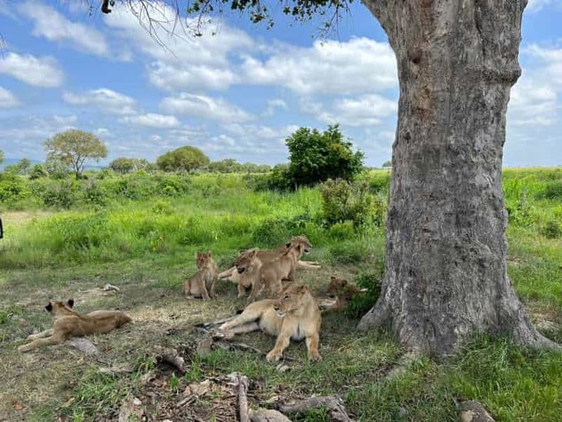 Billet Visite d'une journée du parc national de Mikumi