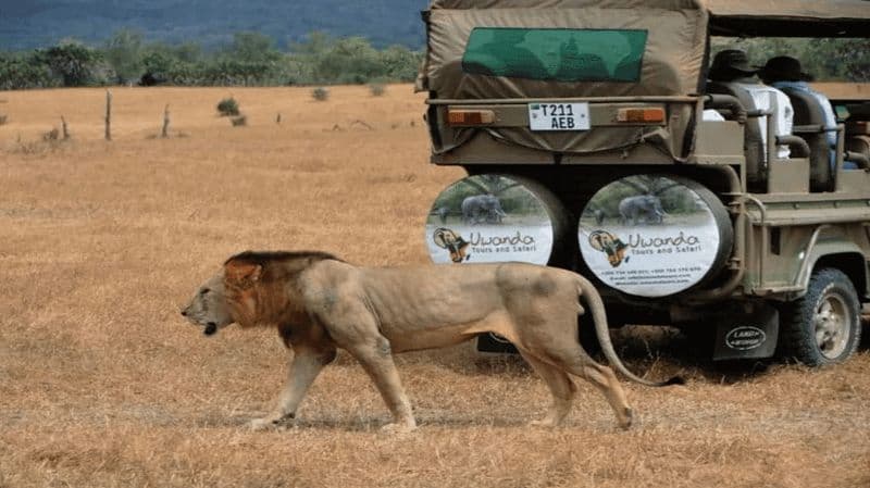 Billet Forfait aérien de 4 jours entre Zanzibar et le PN Nyerere (Selous GR)