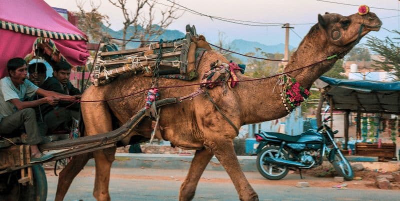 Billet Depuis Jaipur : Ajmer Pushkar Visite privée en taxi avec guide