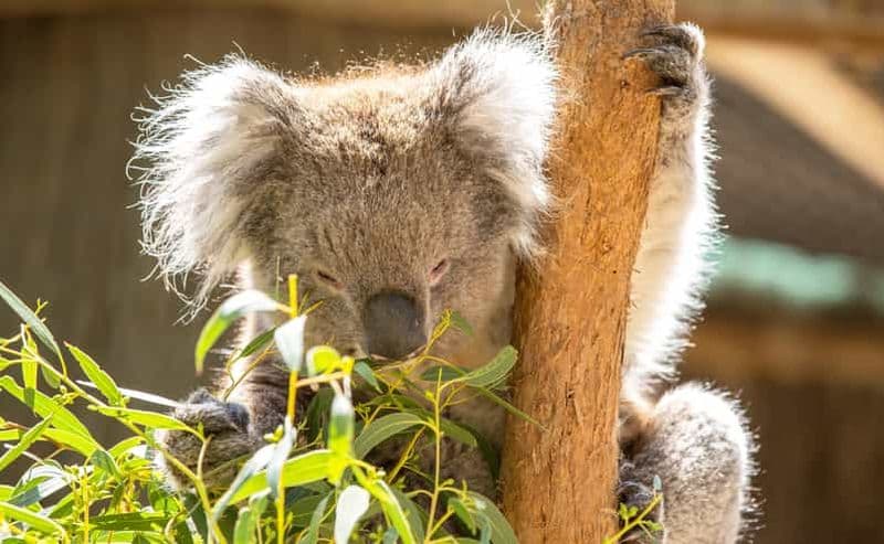 Billet Expérience au parc animalier de Cleland avec le sommet du Mont Lofty
