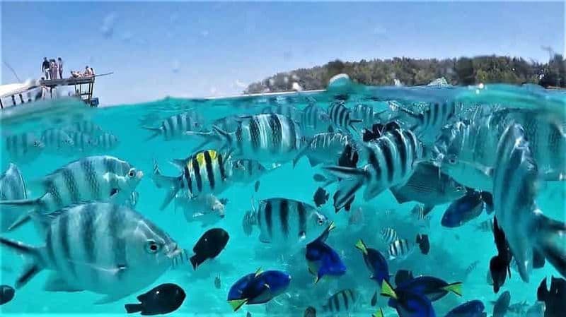 Billet Zanzibar : excursion à l'île Mnemba pour observer les dauphins et faire de la plongée avec tuba