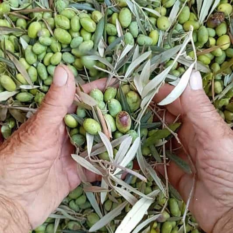 Billet L'expérience de l'huile d'olive à la micro-ferme de Lefkada