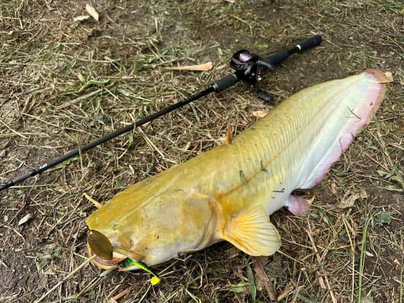 Billet Hanoi : Expérience de pêche au poisson-chat avec transfert aller-retour