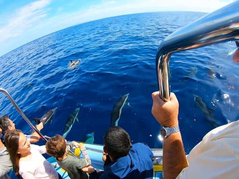 Billet Tour en bateau à fond de verre Beluga Submarine avec option plongée avec tuba