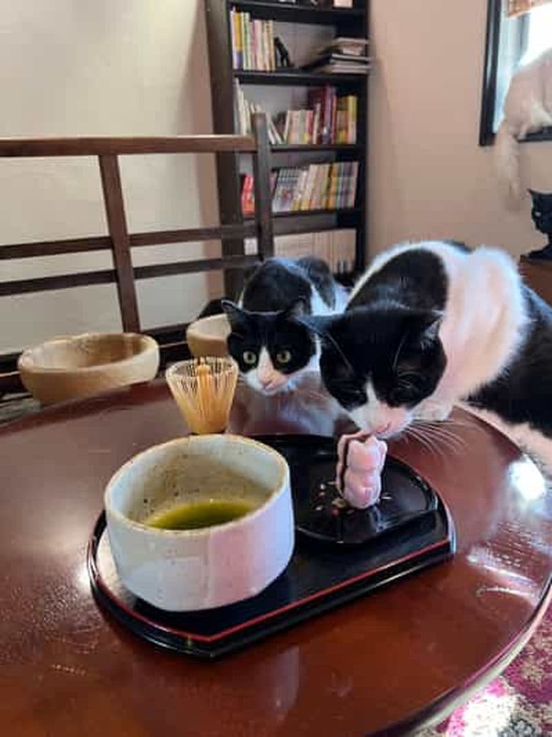 Billet Kyoto : Sanctuaire éthique pour chats et cérémonie du thé (privé/groupe)