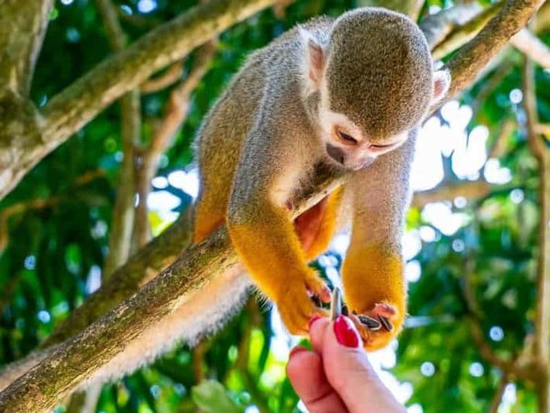 Billet Punta Cana : Monkeyland et visite des plantations