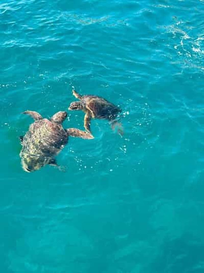 Billet Zakynthos : croisière d'observation des tortues en bateau à fond de verre