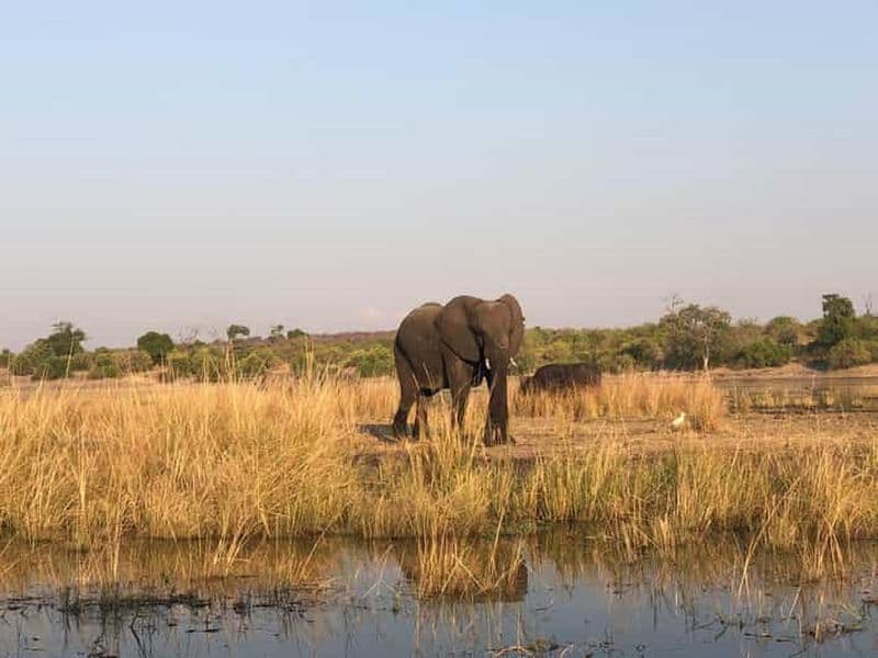 Billet Safari en 4x4 et promenade à dos de rhinocéros