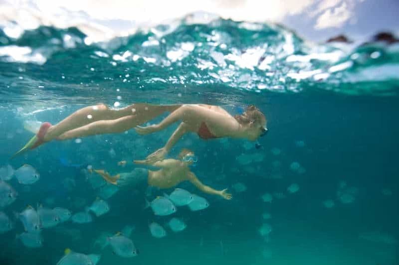 Billet L'île de Moreton : Tangalooma : plongée avec masque et tuba et observation des dauphins